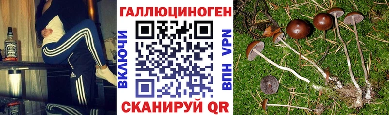 Галлюциногенные грибы Magic Shrooms  как найти   Новокузнецк 